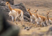 Early big-game hunters of the Americas were female, researchers suggest