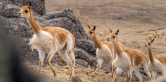 Early big-game hunters of the Americas were female, researchers suggest